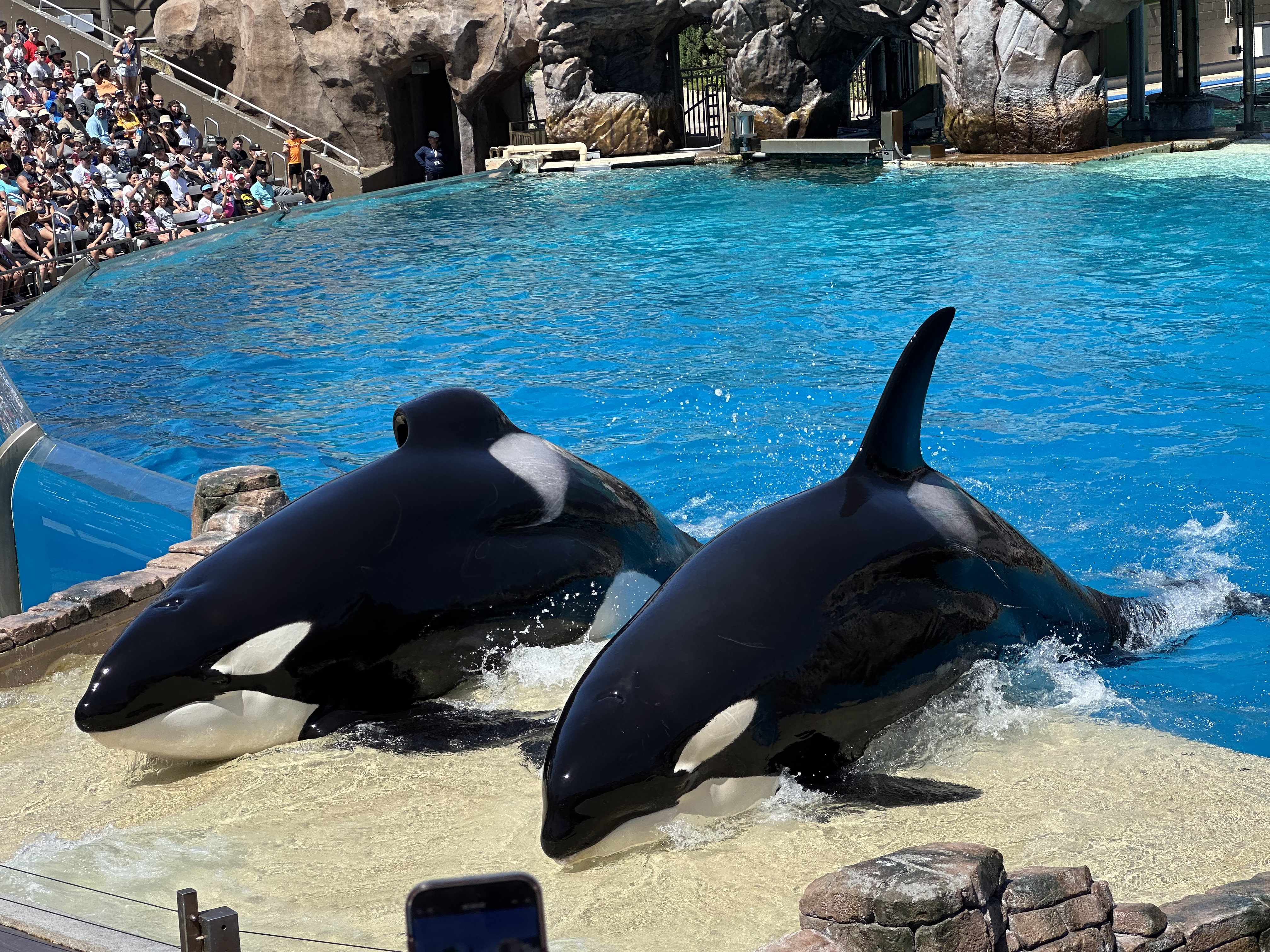 Killer whales at sea world